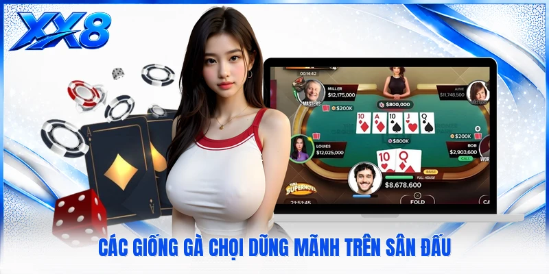 Các giống gà chọi dũng mãnh trên sân đấu